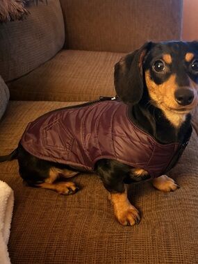 Dog Jacket Harness Vest Burgundy Faux Leather Zip Coat w Leash Rings Size Medium